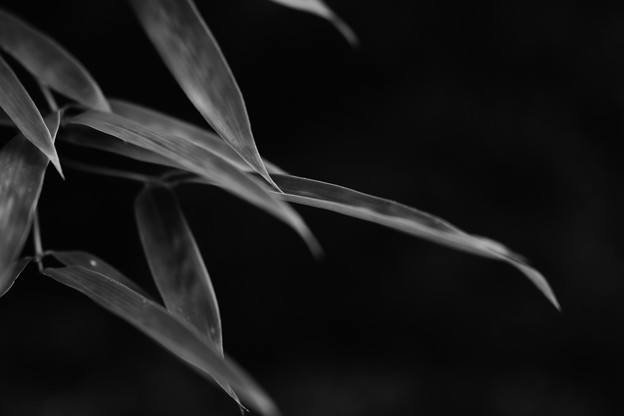 写真: 竹の葉