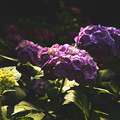 写真: 紫陽花1