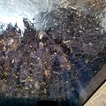 Photos: あまりにも花粉がひどいので洗車機なう