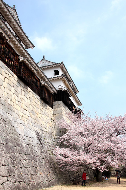 写真: 紫竹門壁の桜