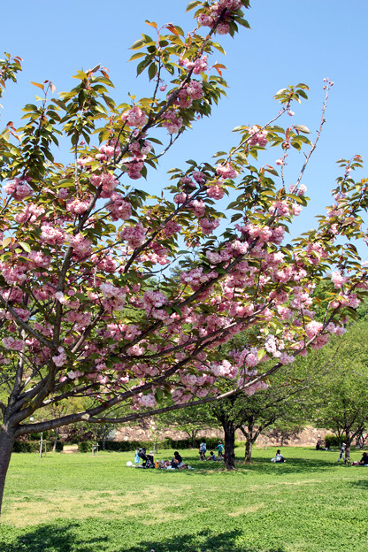 写真: 八重桜も満開