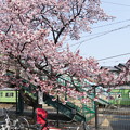 写真: JR奈良線 桃山駅の桜とヒヨドリ(1)