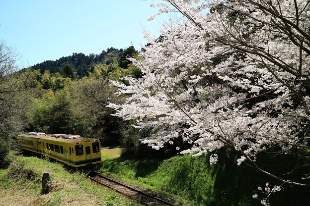 写真: ムーミン列車と桜 001