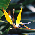 写真: 亜熱帯の翅