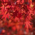 写真: 「　心動かす色　」　植物公園の紅葉　2017