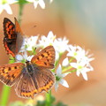 ニラの花と蝶