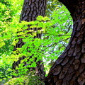 松の木の木肌と新緑