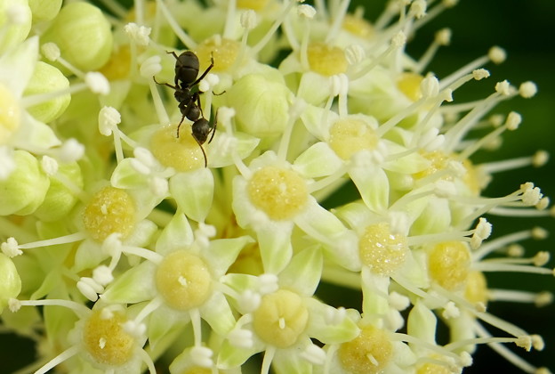 写真: ヤツデの花と蟻