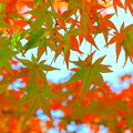 写真: 緑葉と紅葉