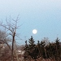 写真: 朝大きな月