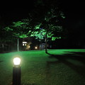 写真: night tree