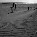 写真: 砂丘その先に太平洋