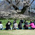 写真: 野外授業（桜の木の下で）