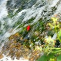 写真: 赤い落ち葉。清流