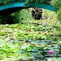 写真: 命名　モネの池