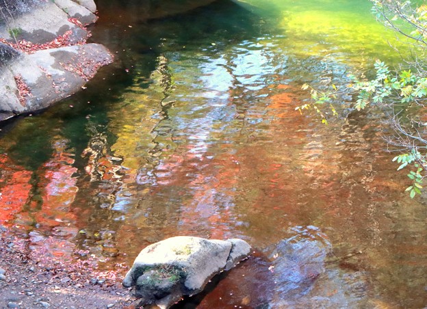 写真: 水面に紅葉を映して