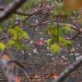 写真: 冬桜に色を添え
