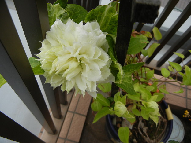 写真: 白クレマチス開花