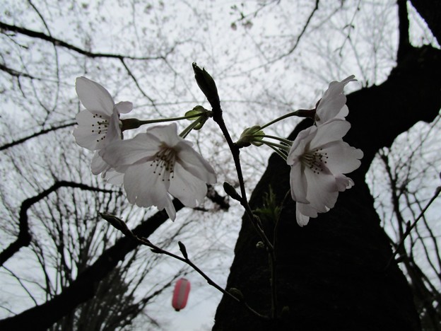 写真: 31日の桜