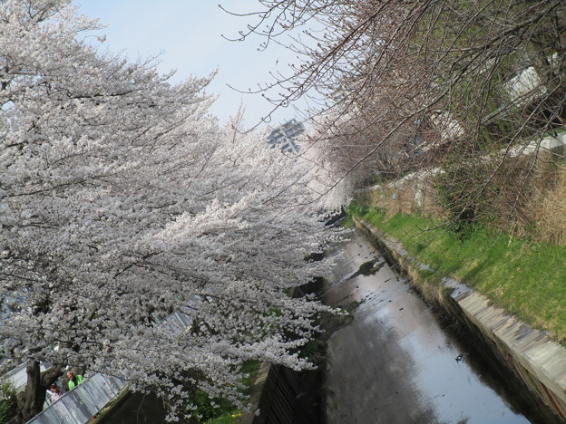 写真: 鴻沼川の桜