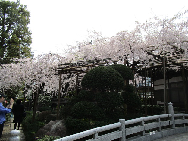 写真: 玉蔵院の桜