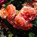 写真: オレンジのバラ