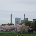 写真: 新都心と桜