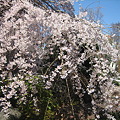 2011年　玉蔵院枝垂桜