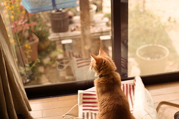 写真: チャチャ、外を眺める