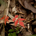 写真: 落ち葉の中の朱