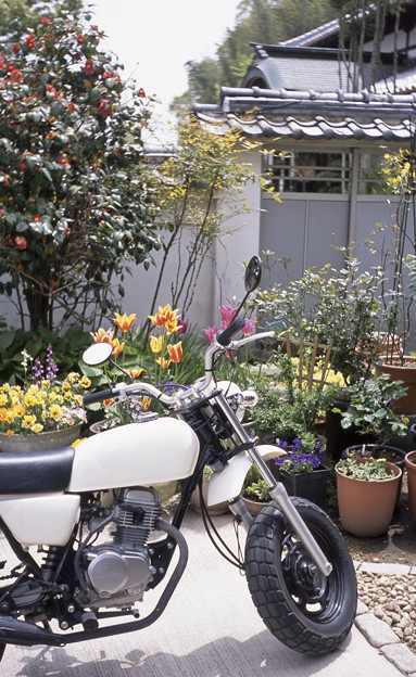 写真: バイクと庭