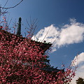 写真: 清涼寺