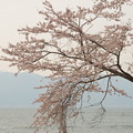 春の琵琶湖
