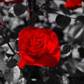 写真: 真紅の薔薇