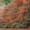 写真: 竹林と紅葉