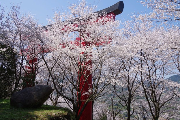 写真: 大鳥居と桜