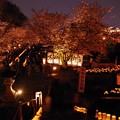 写真: 復活　本妙寺桜（はな）灯籠