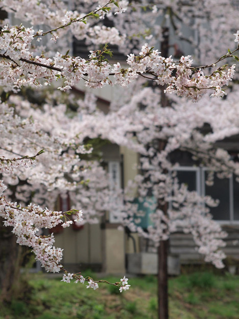 写真: 古い校舎と桜（１）
