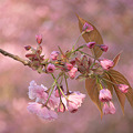 写真: 高原の桜（２）