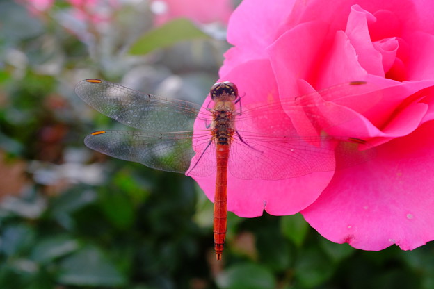 写真: 赤いトンボとピンクのバラ