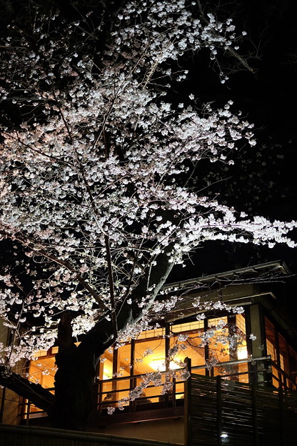 写真: 上野公園の夜桜