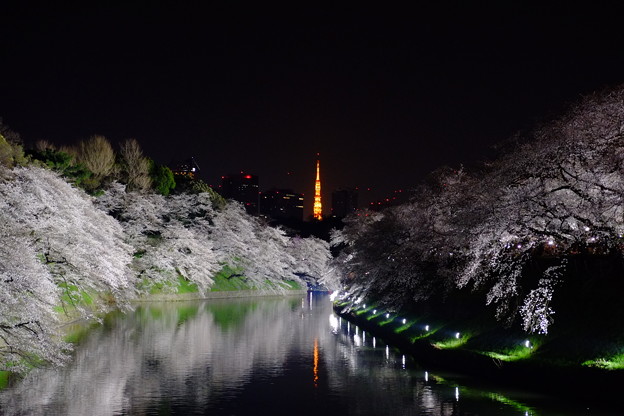 写真: 千鳥ヶ淵の夜桜