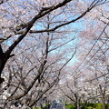 写真: 桜坂