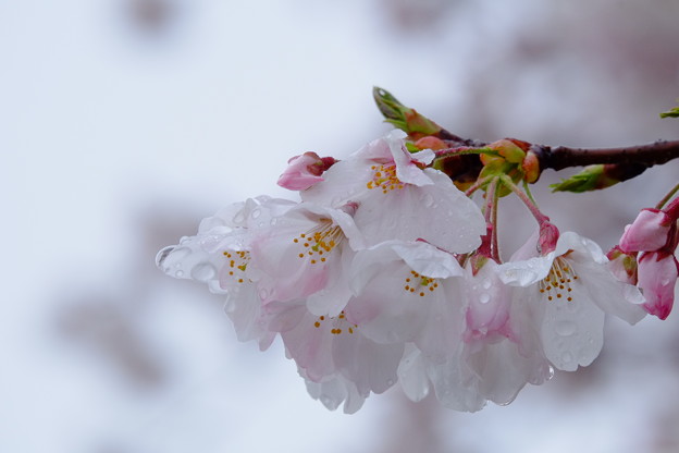 写真: 雨の日の桜