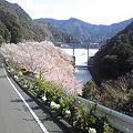 写真: 島の瀬ダムと桜01（和歌山県）