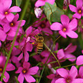 写真: 蜂と花