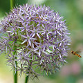 写真: 蜂と花２