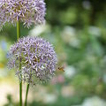 写真: 蜂と花２・オリジナル