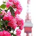 写真: 薔薇と東京タワー２