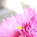 写真: 菊の花びら